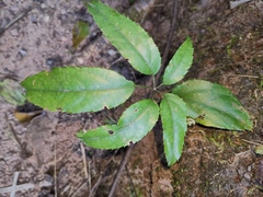 Heptapleurum heptaphyllum