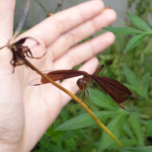 Common Parasol photo 3