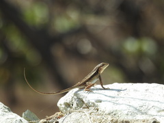 Sceloporus siniferus