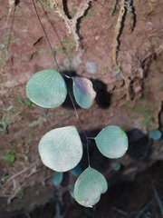 Adiantum gravesii