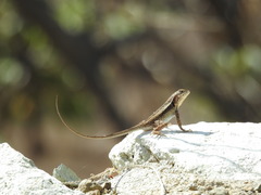 Sceloporus siniferus