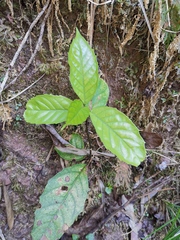 Maesa japonica