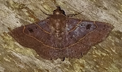 Eulepidotinae