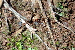 Bunochelis spinifera