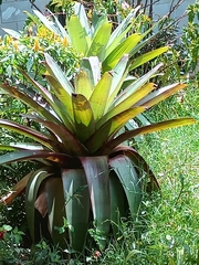 Alcantarea imperialis