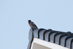 Acridotheres tristis