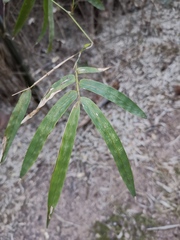 Bambusa chungii