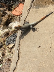 Agama agama