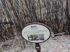 Bambusa chungii