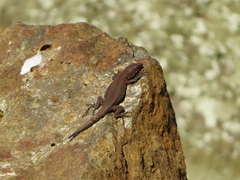 Darevskia rudis bischoffi
