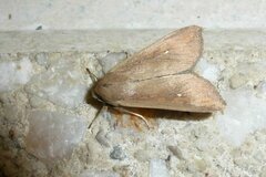 Mythimna unipuncta