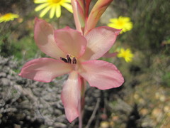 Watsonia spectabilis
