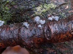 Resupinatus alboniger