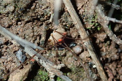 Bunochelis spinifera