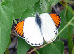 Colotis