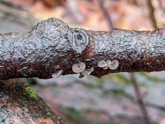 Resupinatus alboniger