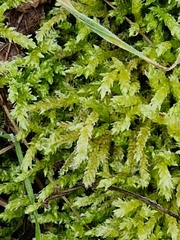 Brachythecium rutabulum