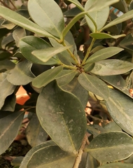 Psidium guineense