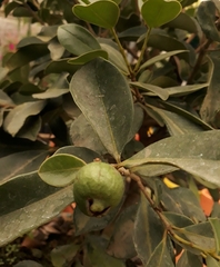 Psidium guineense