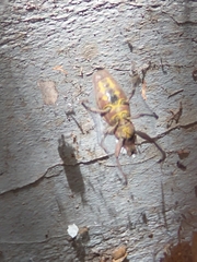 Naupactus xanthographus