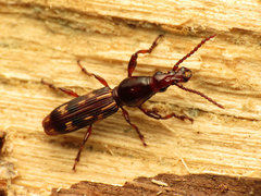 Arrhenodes minutus