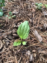 Plantaginaceae