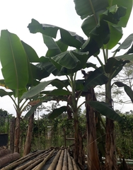 Musa