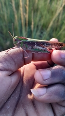 Locusta migratoria