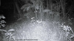Puma concolor
