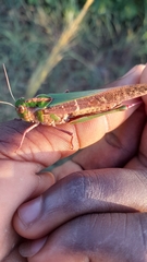 Locusta migratoria