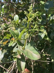 Ligustrum japonicum