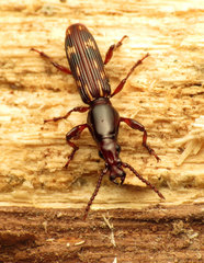Arrhenodes minutus