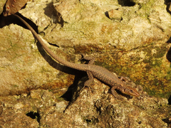 Darevskia rudis bischoffi