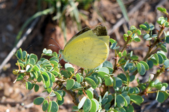 Eurema brigitta