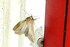 Mythimna unipuncta