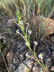 Zaluzianskya elongata