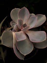 Echeveria gibbiflora × potosina