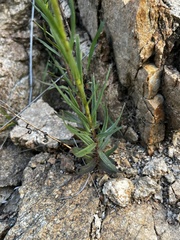 Zaluzianskya elongata