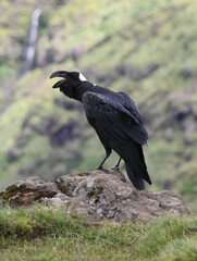 Corvus crassirostris