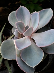 Echeveria gibbiflora × potosina