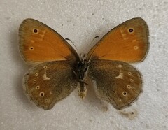 Coenonympha tullia