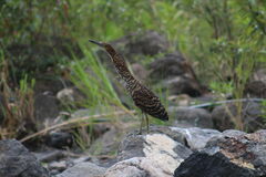 Tigrisoma