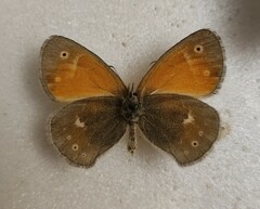 Coenonympha tullia