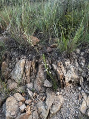 Zaluzianskya elongata