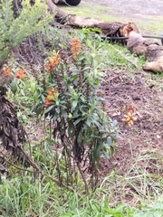 Digitalis canariensis