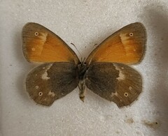 Coenonympha tullia