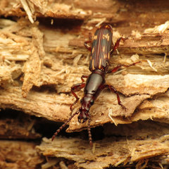 Arrhenodes minutus