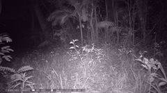Puma concolor