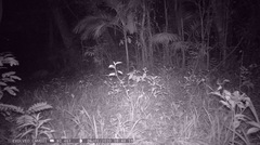 Puma concolor