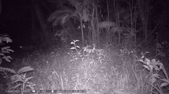 Puma concolor